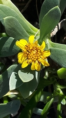 Borrichia arborescens