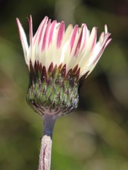 Gerbera crocea