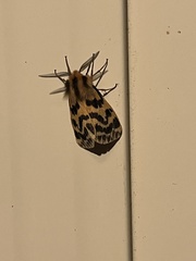 Ardices curvata