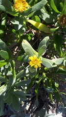 Borrichia arborescens