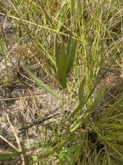 Dichanthelium webberianum