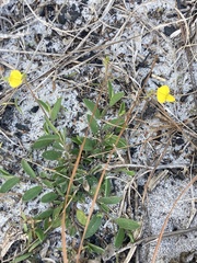 Crotalaria rotundifolia