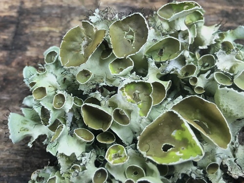 perforated ruffle lichen