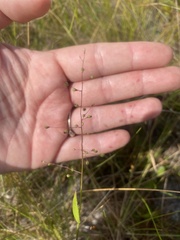 Dichanthelium webberianum