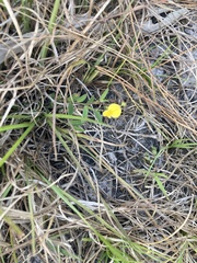 Crotalaria rotundifolia