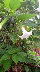 Brugmansia arborea