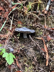 Entoloma medianox