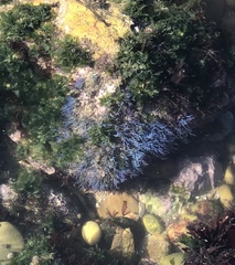 Ericaria selaginoides