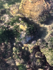 Ericaria selaginoides