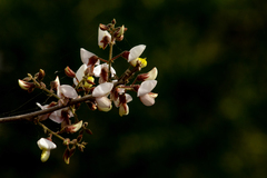 Coursetia glandulosa