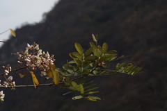 Coursetia glandulosa