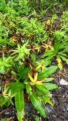 Eryngium foetidum