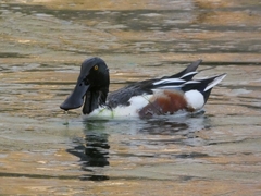 Spatula clypeata