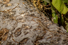 Sceloporus utiformis