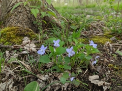 Viola sororia