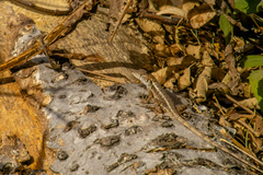 Sceloporus utiformis