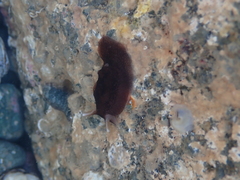 Pleurobranchaea maculata