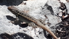 Sceloporus cozumelae
