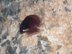 Pleurobranchaea maculata