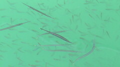 Zenarchopterus buffonis