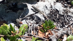 Sceloporus cozumelae