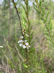 Leptospermum liversidgei