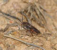 Nomada