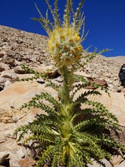 Cirsium funkiae