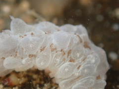 Australostichopus mollis