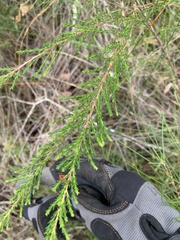 Leptospermum liversidgei