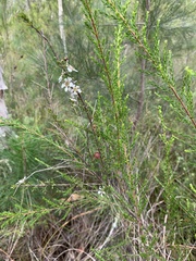 Leptospermum liversidgei