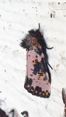 Xanthopastis moctezuma