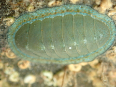 Chiton glaucus