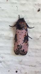 Xanthopastis moctezuma