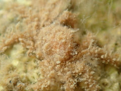 Neohymenicus pubescens