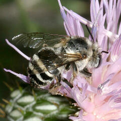 Anthophora urbana