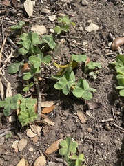 Calyptocarpus vialis