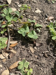 Calyptocarpus vialis