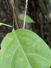 Stigmaphyllon puberum