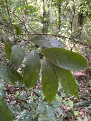 Nectandra turbacensis