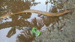 Synbranchus marmoratus