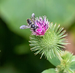 Megachile