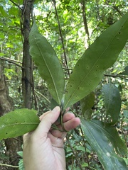 Nectandra turbacensis