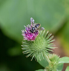 Megachile