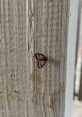 Scolypopa