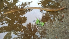 Synbranchus marmoratus