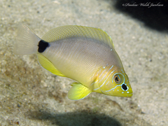 Hypoplectrus unicolor