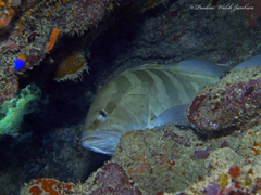 Epinephelus striatus