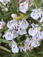 Salvia rosmarinus