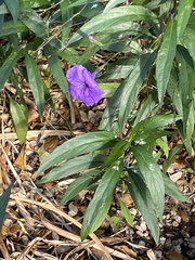 Ruellia simplex
